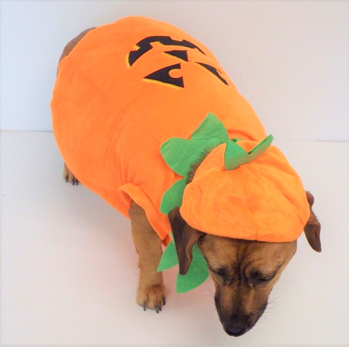 W3233 Pumpkin Dog Apparel